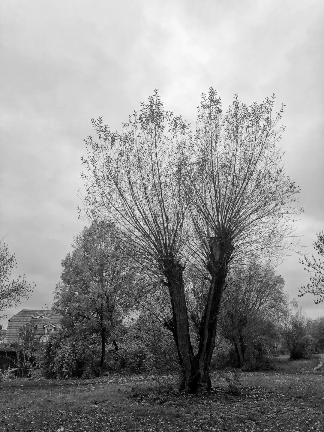 Praxis für Hypnotherapie in Berlin - Spezialisierung auf Ängste und Traumata